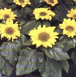 Floarea-soarelui (floarea-soarelui), tratamentul cu floarea-soarelui - fii sanatos