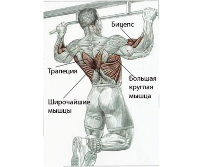 Tragerea pe bară, pe care mușchii funcționează cu mânerul invers și larg