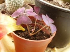 Kislitsa este învinsă - plante de apartament și flori - un forum pe