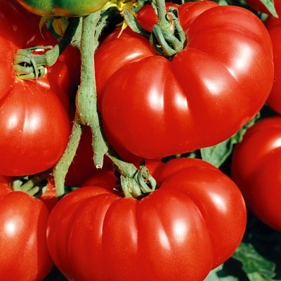 Spărgătoare de roșii f1 - semințe - roșii - legume - semințe și răsaduri prin poștă din grădini npo din Rusia (grădină și