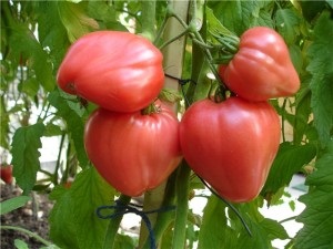 Tomatele, cele mai bune soiuri pentru suburbiile din seră