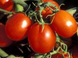 Tomatele, cele mai bune soiuri pentru suburbiile din seră