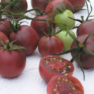 Tomatele, cele mai bune soiuri pentru suburbiile din seră