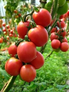 Tomatele, cele mai bune soiuri pentru suburbiile din seră