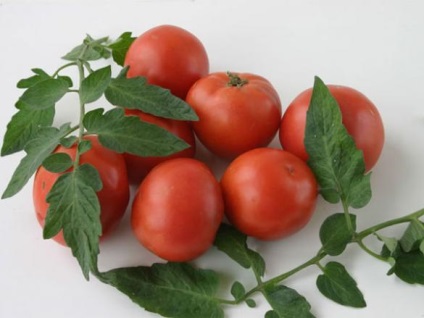 Tomate de un fel de stejar