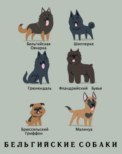 Câini populare de câini și naționalitatea lor