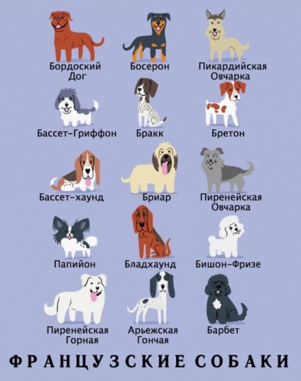 Câini populare de câini și naționalitatea lor
