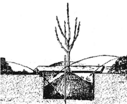 Plantarea copacilor