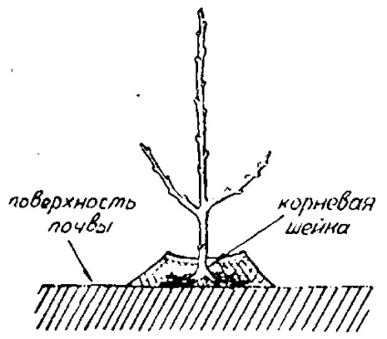 Plantarea copacilor