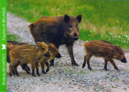 Postcrossing salutări din diferite părți ale lumii în căsuța poștală