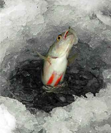 Téli halak viselkedése