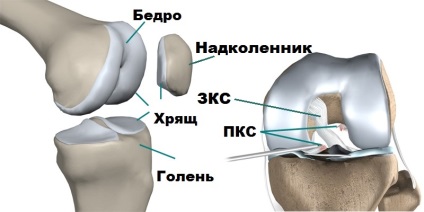 A posterior cruciate ligament sérülése és törése