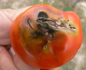 A apărut un mol de tomate de măsuri de control, exploatări de insecte și de prevenire a plantelor