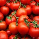 A apărut un mol de tomate de măsuri de control, exploatări de insecte și de prevenire a plantelor