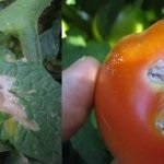 A apărut un mol de tomate de măsuri de control, exploatări de insecte și de prevenire a plantelor