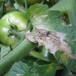 A apărut un mol de tomate de măsuri de control, exploatări de insecte și de prevenire a plantelor