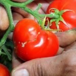 A apărut un mol de tomate de măsuri de control, exploatări de insecte și de prevenire a plantelor