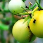 A apărut un mol de tomate de măsuri de control, exploatări de insecte și de prevenire a plantelor