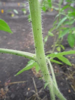 A apărut un mol de tomate de măsuri de control, exploatări de insecte și de prevenire a plantelor