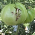 A apărut un mol de tomate de măsuri de control, exploatări de insecte și de prevenire a plantelor