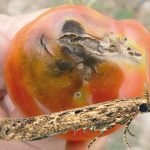 A apărut un mol de tomate de măsuri de control, exploatări de insecte și de prevenire a plantelor