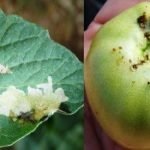 A apărut un mol de tomate de măsuri de control, exploatări de insecte și de prevenire a plantelor