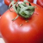 A apărut un mol de tomate de măsuri de control, exploatări de insecte și de prevenire a plantelor