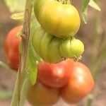 A apărut un mol de tomate de măsuri de control, exploatări de insecte și de prevenire a plantelor