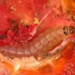 A apărut un mol de tomate de măsuri de control, exploatări de insecte și de prevenire a plantelor