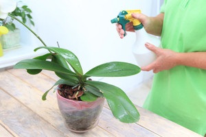 Pregătirea instrucțiunilor de utilizare a plantelor pentru utilizarea în instalațiile de interior