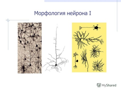 Előadás a neurális szövet idegi szöveteinek i morfofiziológiai jellemzői témájában