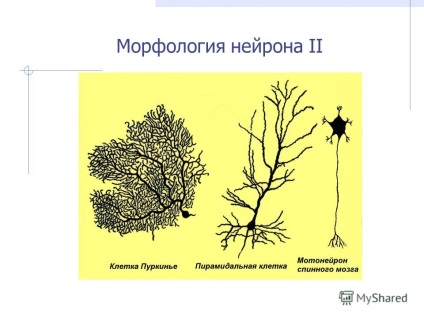 Prezentarea pe tema țesuturilor nervoase și a caracteristicilor morfofiziologice ale celulelor țesutului neural