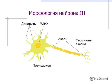 Előadás a neurális szövet idegi szöveteinek i morfofiziológiai jellemzői témájában