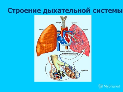 Prezentare cu privire la tot ceea ce este despre respirație