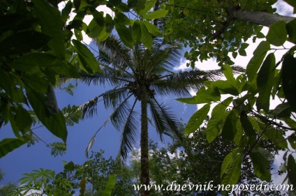 Natura bali-ului, jurnalul fidgetului