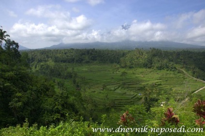 Natura bali-ului, jurnalul fidgetului