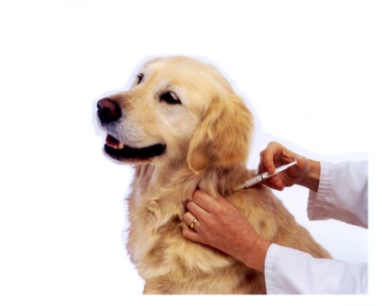 Vaccinari pentru caini si pui