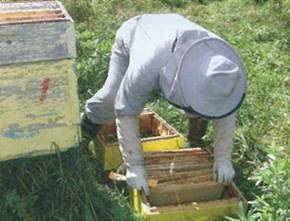Szárítás után a keretek méz