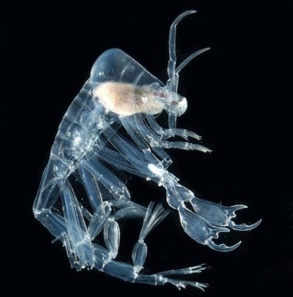 Animale transparente - 22 de creaturi unice ale naturii