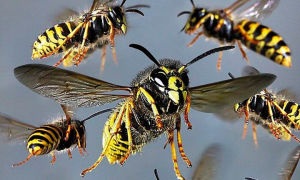 Madarak, amelyek méheket isznak és részegek