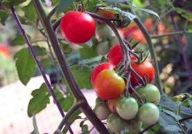 Tomatele timpurii