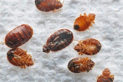 Raptor a bedbugs véleményeiről, utasításairól és a gyógymód árairól