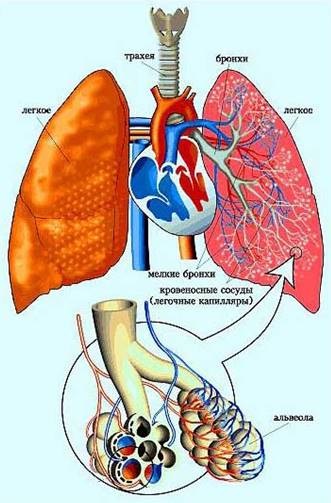 Povestea despre cum să aibă grijă de sistemul respirator