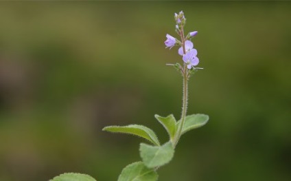 Plante aconite, proprietăți medicinale radiculare - prepararea și utilizarea tincturii aconite _