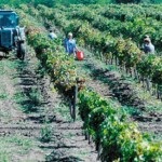 Szőlőültetvény elhelyezése a villa területén, krími szőlő
