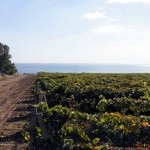 Szőlőültetvény elhelyezése a villa területén, krími szőlő