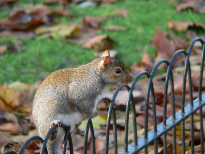 Regent's Park descrierea detaliată, adresa și fotografia