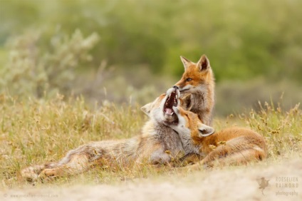 Rochii de dragoste 11 fotografii uimitoare de vulpi în sălbăticie