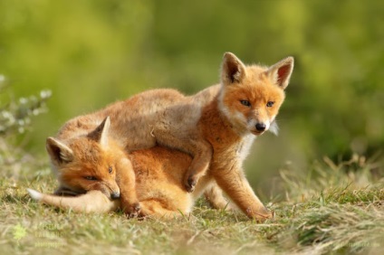 Rochii de dragoste 11 fotografii uimitoare de vulpi în sălbăticie