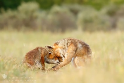 Rochii de dragoste 11 fotografii uimitoare de vulpi în sălbăticie